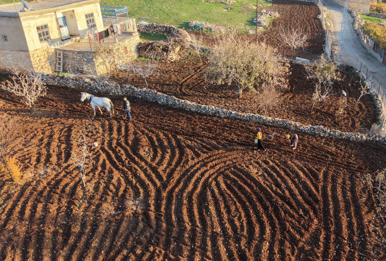 Batman'da tescilli mehina sarımsağının ekimine başlandı