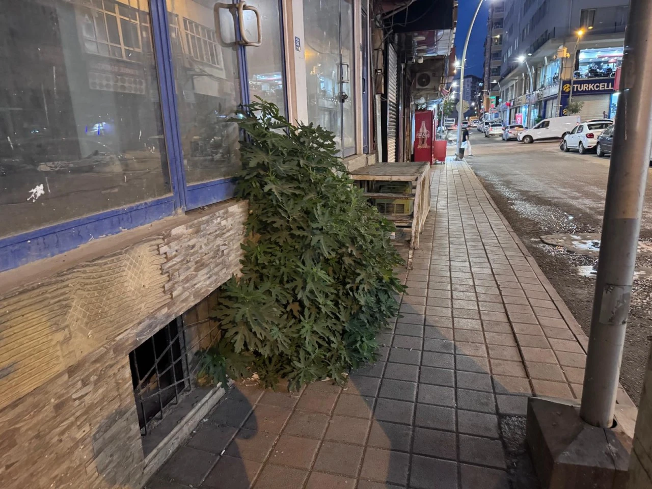 Betonu Aşıp B&uuml;y&uuml;d&uuml; G&ouml;renleri Şaşkına &Ccedil;evirdi
