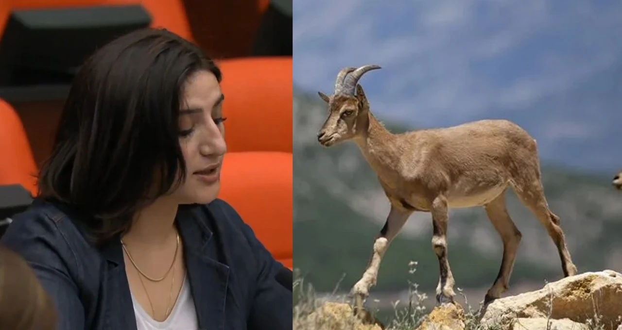 DEM Parti Siirt Milletvekili Sarıtaş: Yaban ke&ccedil;ileri ranta kurban edilmemeli