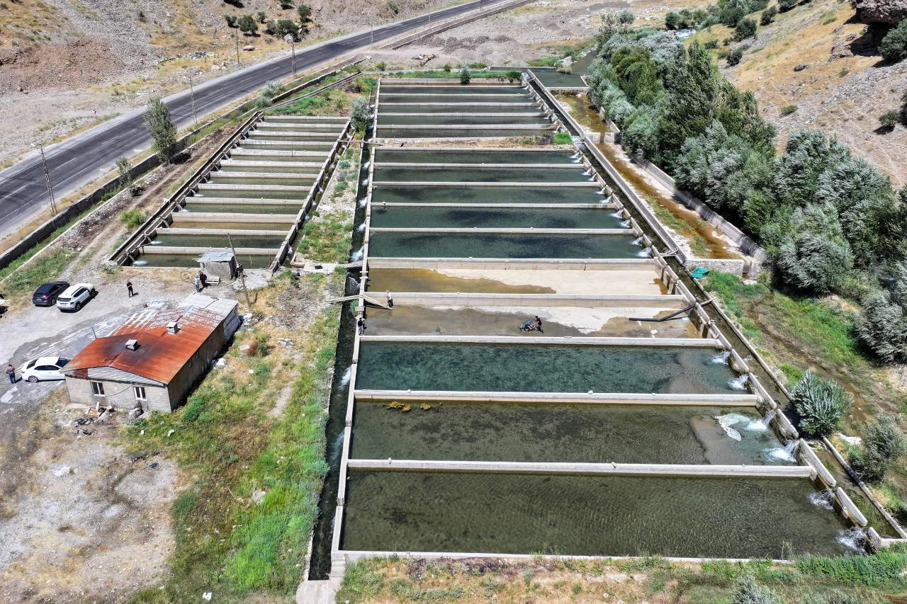 Komşu İlde &Uuml;retiliyor, Siirt&rsquo;e de G&ouml;nderiliyor: &Uuml;retimi 250 Tona &Ccedil;ıktı