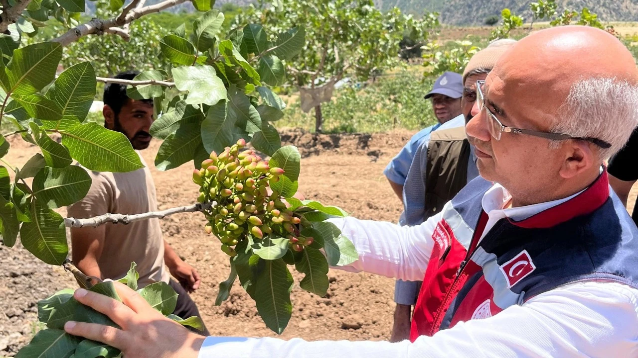 Siirt fıstığında verim nasıl artırılacak? &Uuml;retimi iki katına &ccedil;ıkaracak eğitim hamlesi başladı