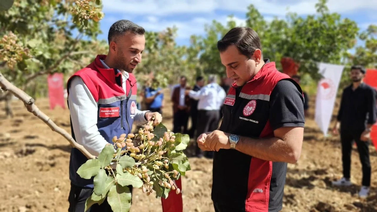 Siirt&rsquo;in Pervari il&ccedil;esinde fıstık hasadı başladı