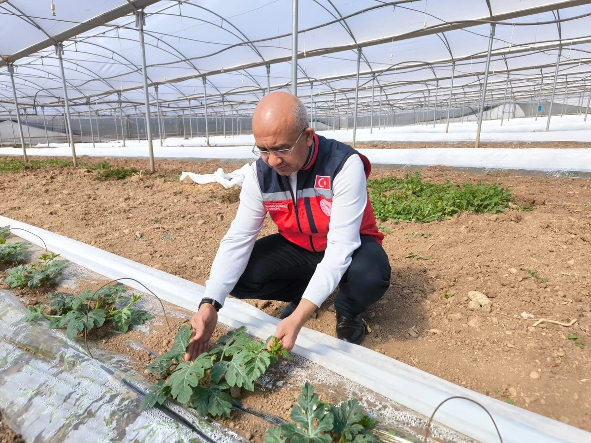 Siirt Kurtalan&rsquo;da &Ouml;rt&uuml; Altında Erkenci Karpuz &Uuml;retimi Başladı