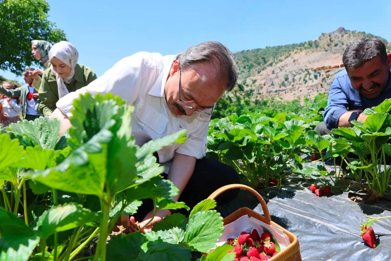 Siirt'te &Ccedil;ilek Hasadı Başladı! Kadın Emeği Berekete D&ouml;n&uuml;şt&uuml;