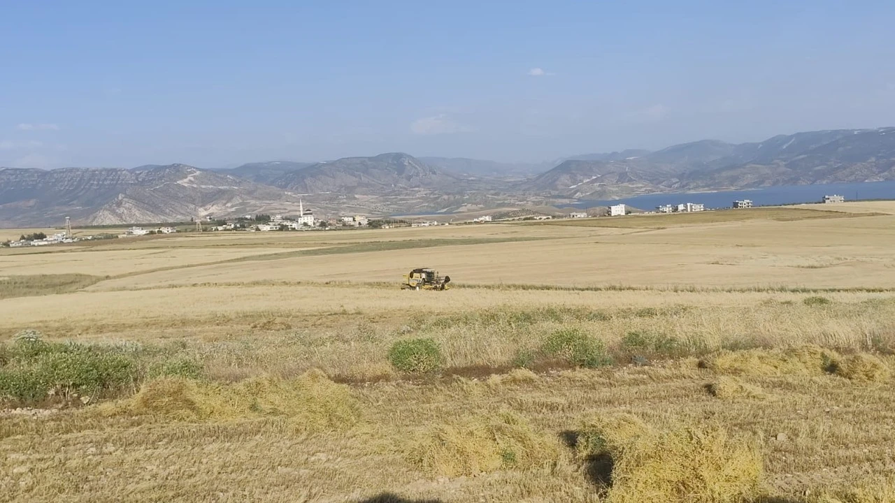Siirt&rsquo;te Hasat Başladı: Kilosunu 12,75 Liradan Satacaklar