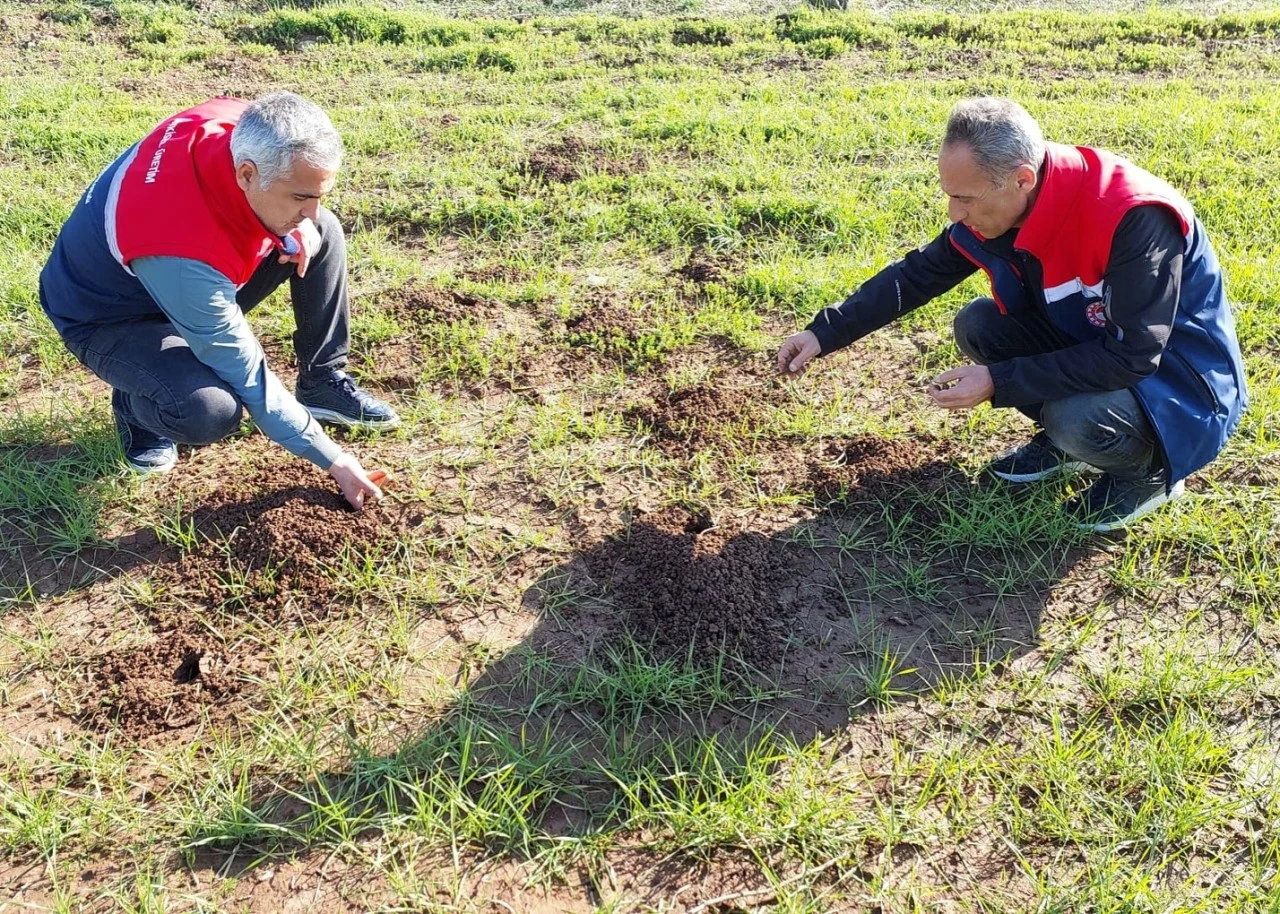 Siirt&rsquo;te Hububat ve Baklagil Alanlarında Tarla Faresine Karşı Kapsamlı S&uuml;rvey &Ccedil;alışmaları Başlatıldı