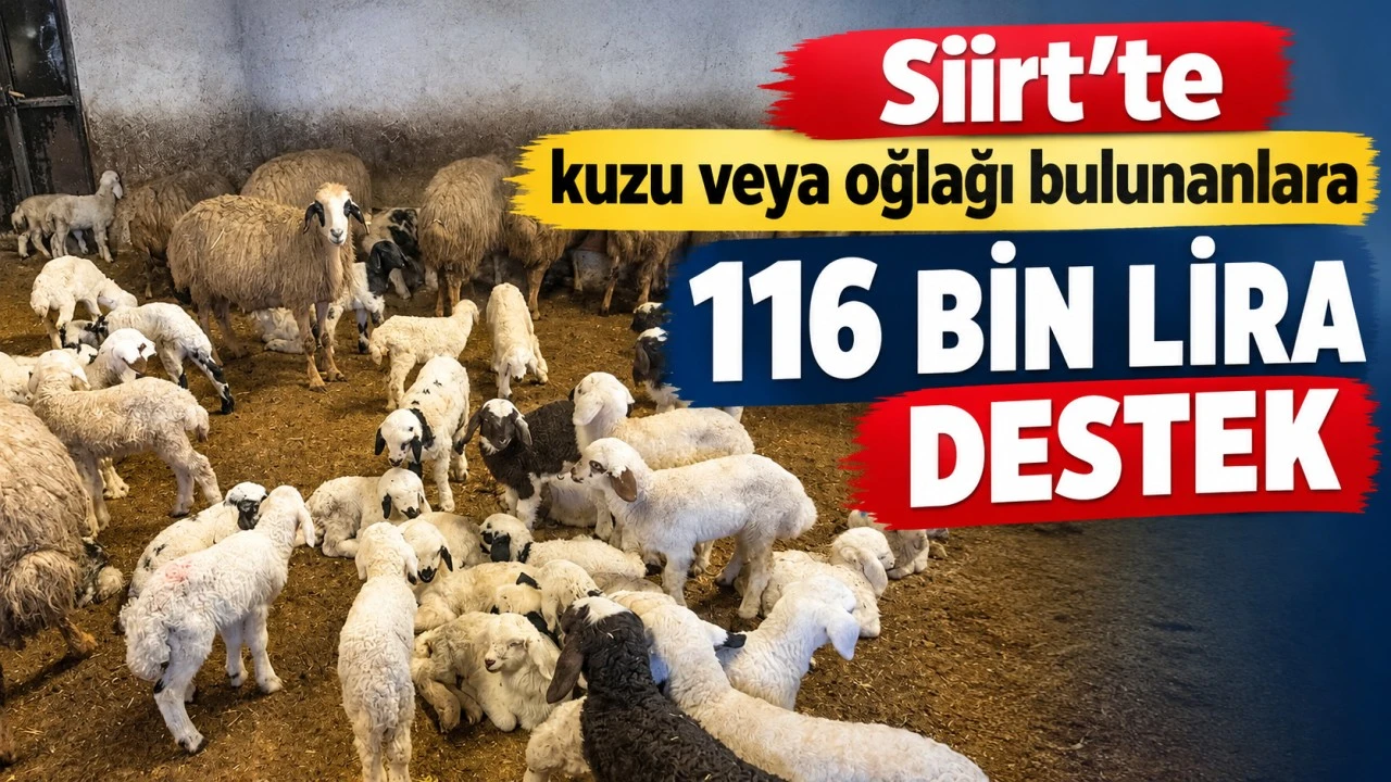 Siirt&rsquo;te kuzu veya oğlağı bulunanlara 116 bin lira destek