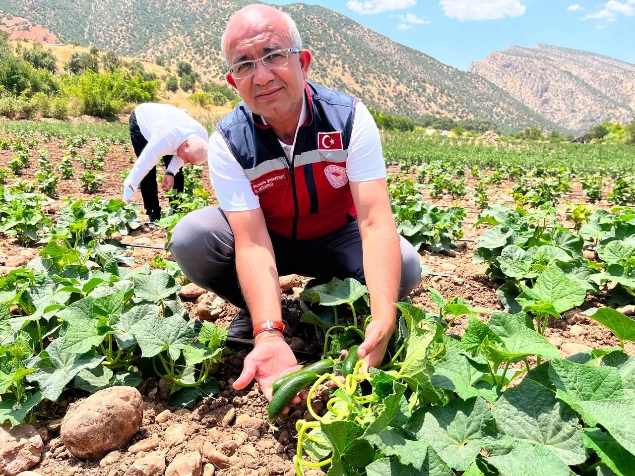 Siirt'te Sebze &Uuml;retiminde Son Durum Ne? İl Tarım M&uuml;d&uuml;r&uuml; Eruh'ta İncelemelerde Bulundu