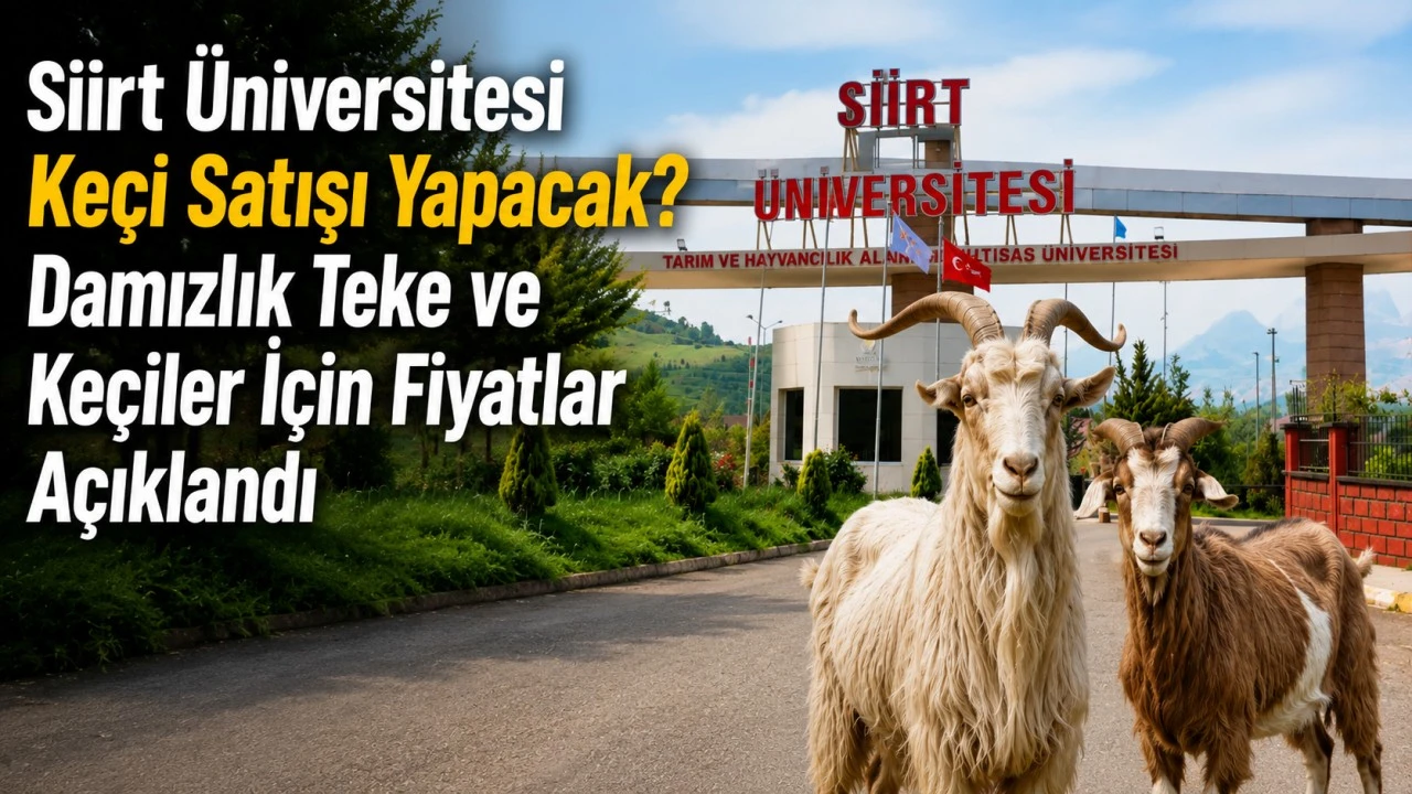 Siirt &Uuml;niversitesi Ke&ccedil;i Satışı Yapacak? Damızlık Teke ve Ke&ccedil;iler İ&ccedil;in Fiyatlar A&ccedil;ıklandı