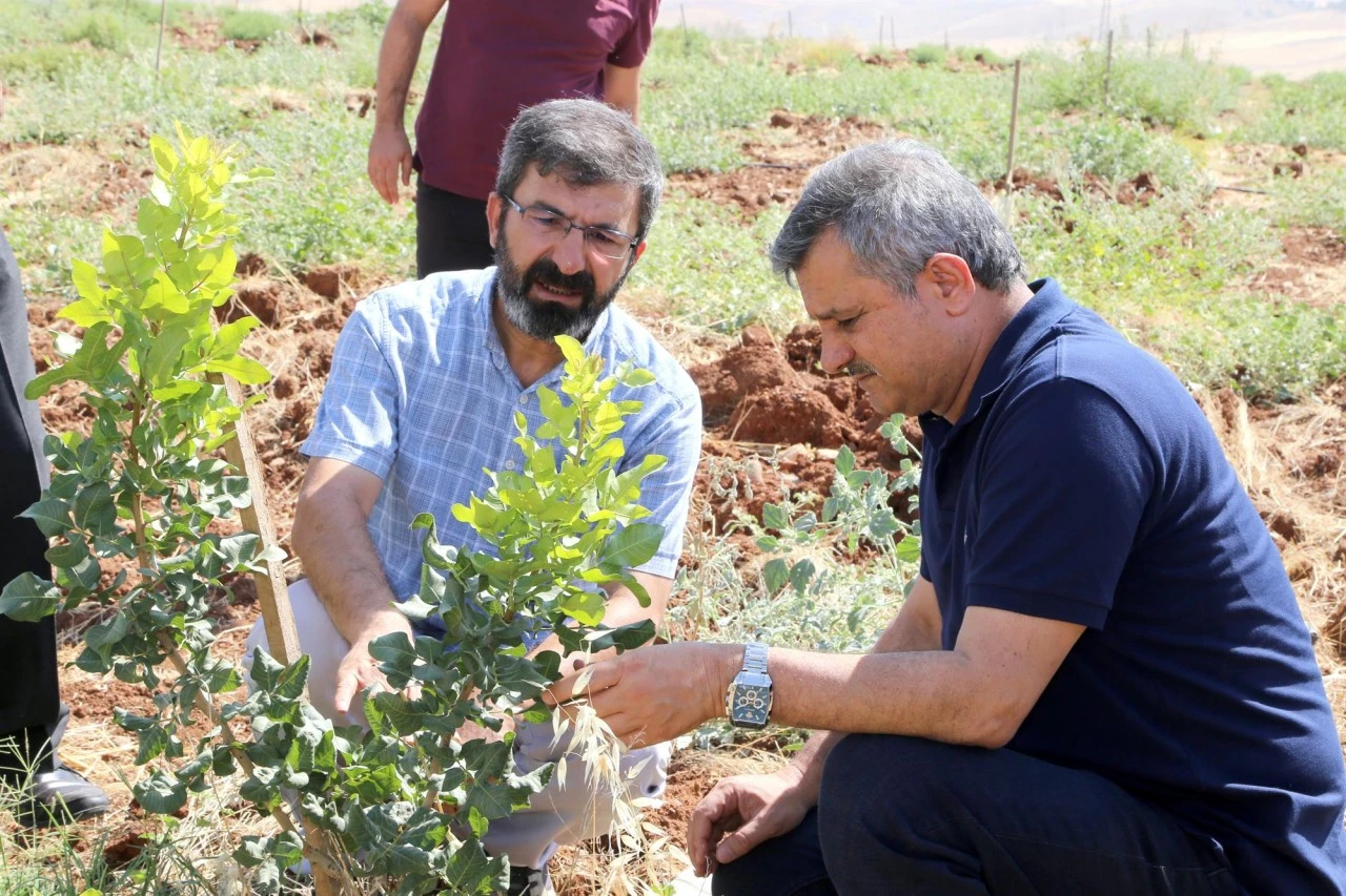 Siirt &Uuml;niversitesi&rsquo;nden Fıstık &Uuml;retimine Bilimsel Destek
