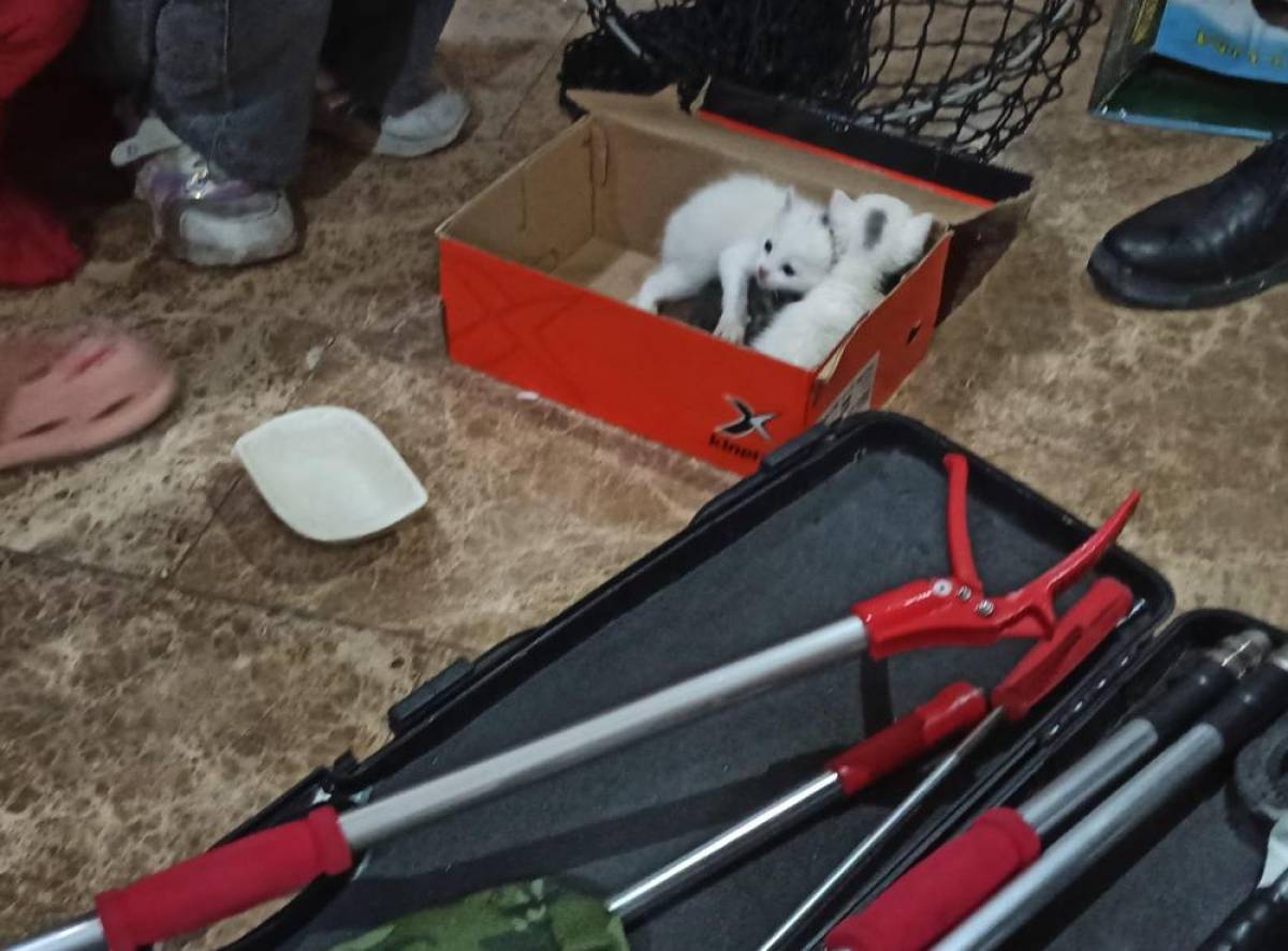 Şanlıurfa'da havalandırma boşluğuna düşen kediler kurtarıldı