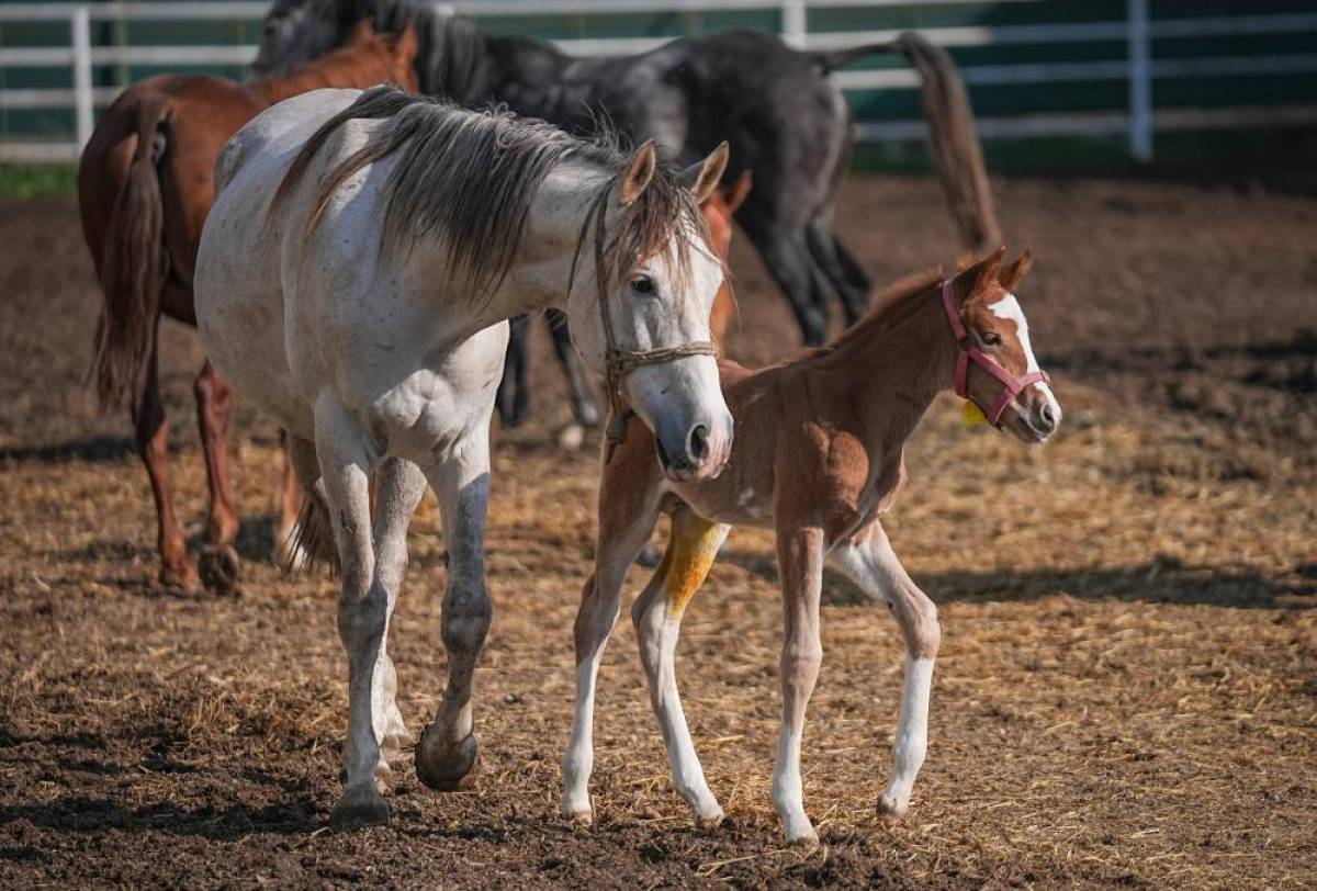 TİGEM'in 3 işletmesinde 435 tayın doğması bekleniyor