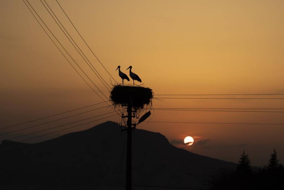 Tunceli'de 6 yıldır göç etmeyen iki leylek, Pertek ilçesini mesken tuttu