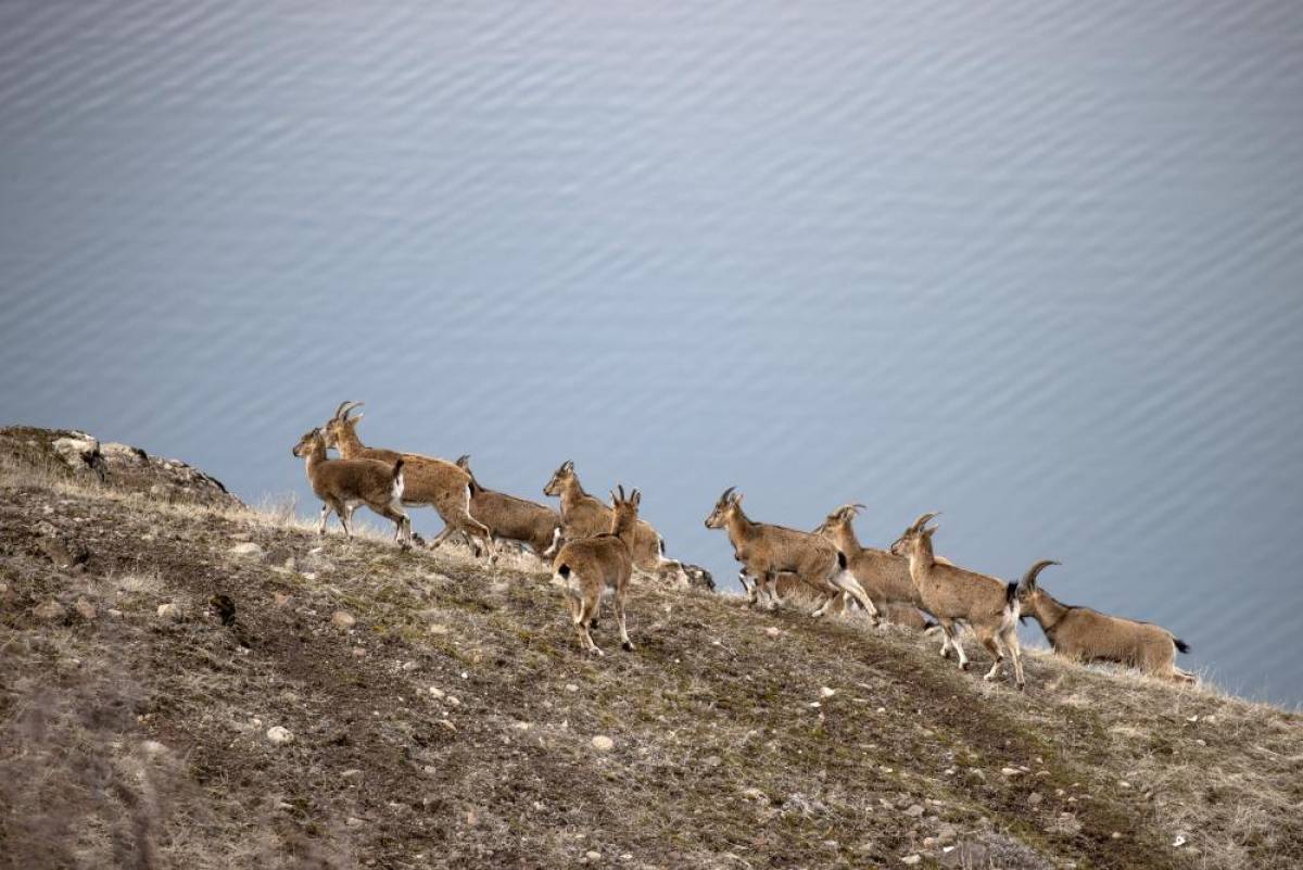 Tunceli'de karlı zirvelerden inen yaban keçileri görüntülendi