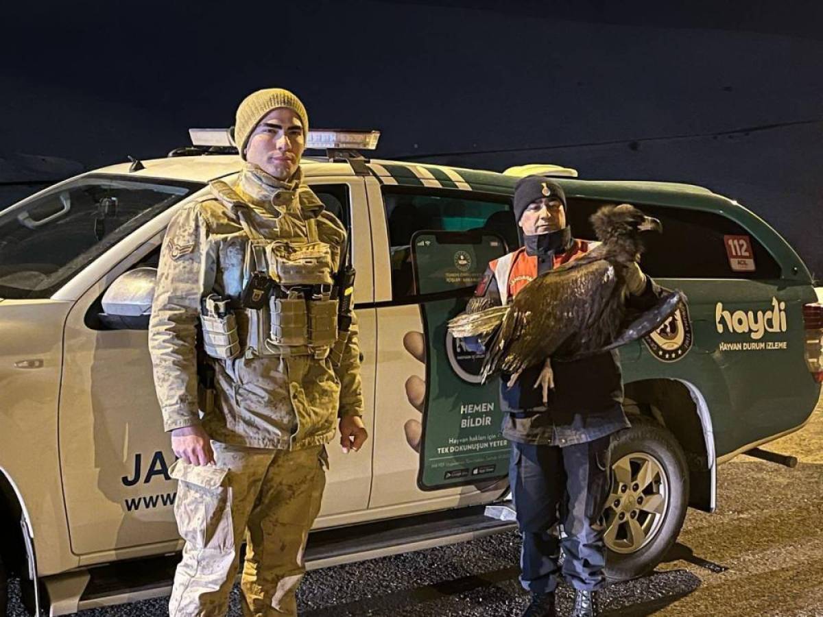 Erzurum'da jandarmanın bitkin bulduğu akbaba bakımının ardından doğaya salındı