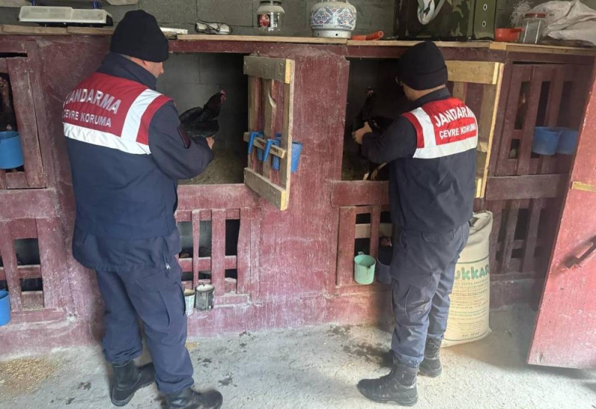 Erzurum'da horoz dövüştüren 3 kişiye 31 bin 155 lira ceza kesildi