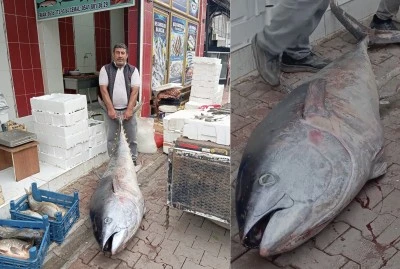 150 kiloluk dev orkinos g&ouml;renleri şaşırttı