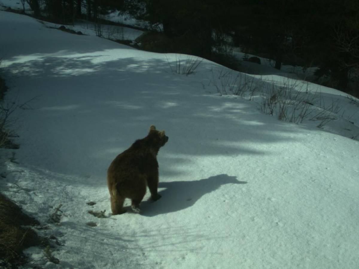 Kars'ta uydu vericisiyle takip edilen ayılar kışı uykuda geçiriyor