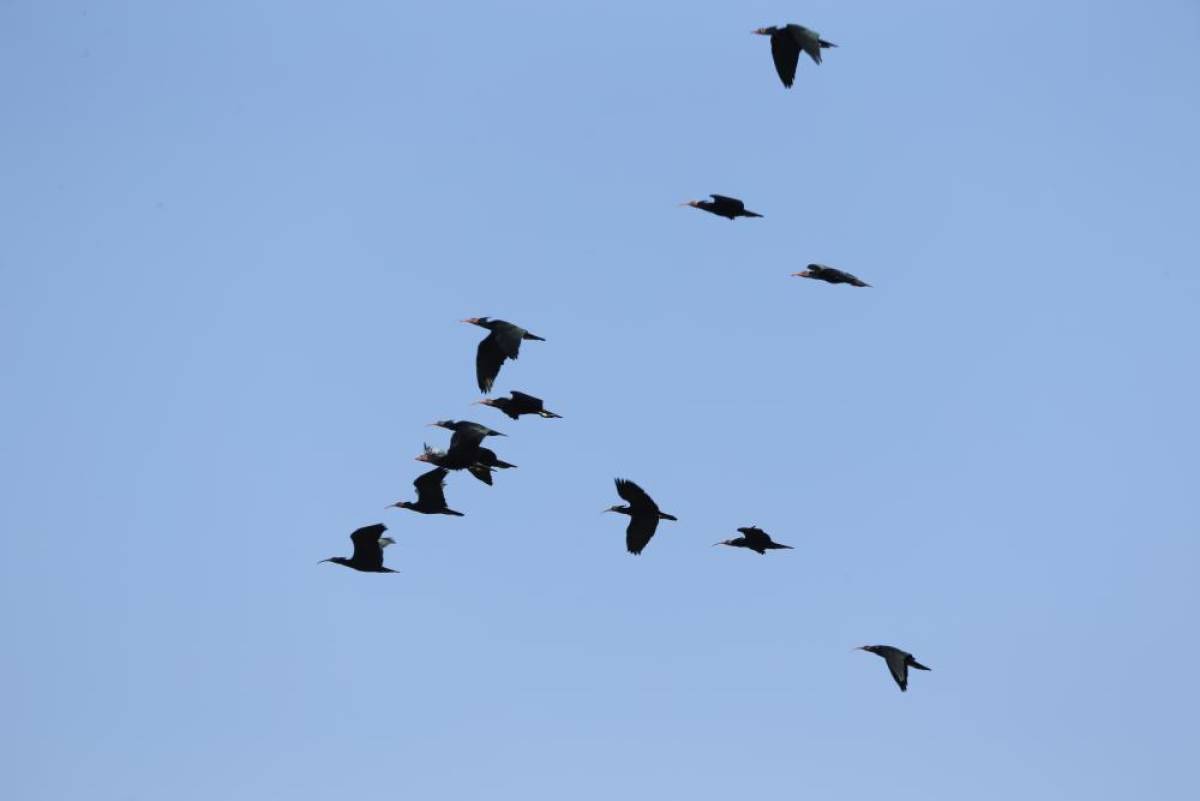 Şanlıurfa'da koruma altındaki kelaynaklar, üreme dönemi için doğaya bırakıldı