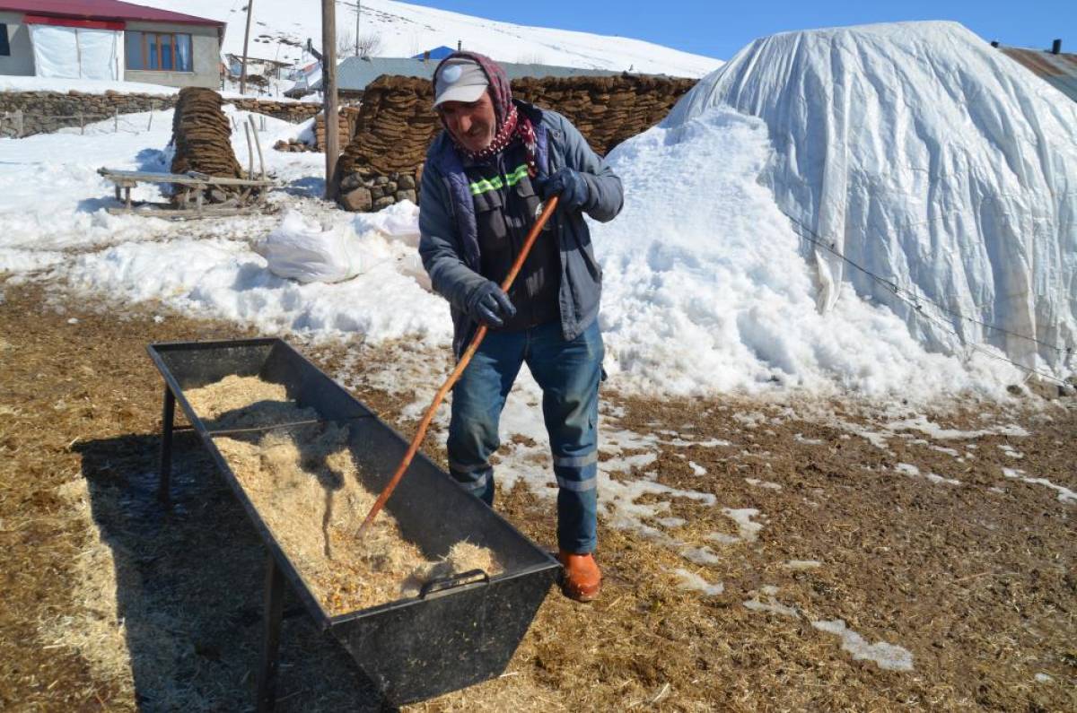 Bitlis ve Muş'ta besicilerin karla kaplı köylerdeki mesaisi sürüyor