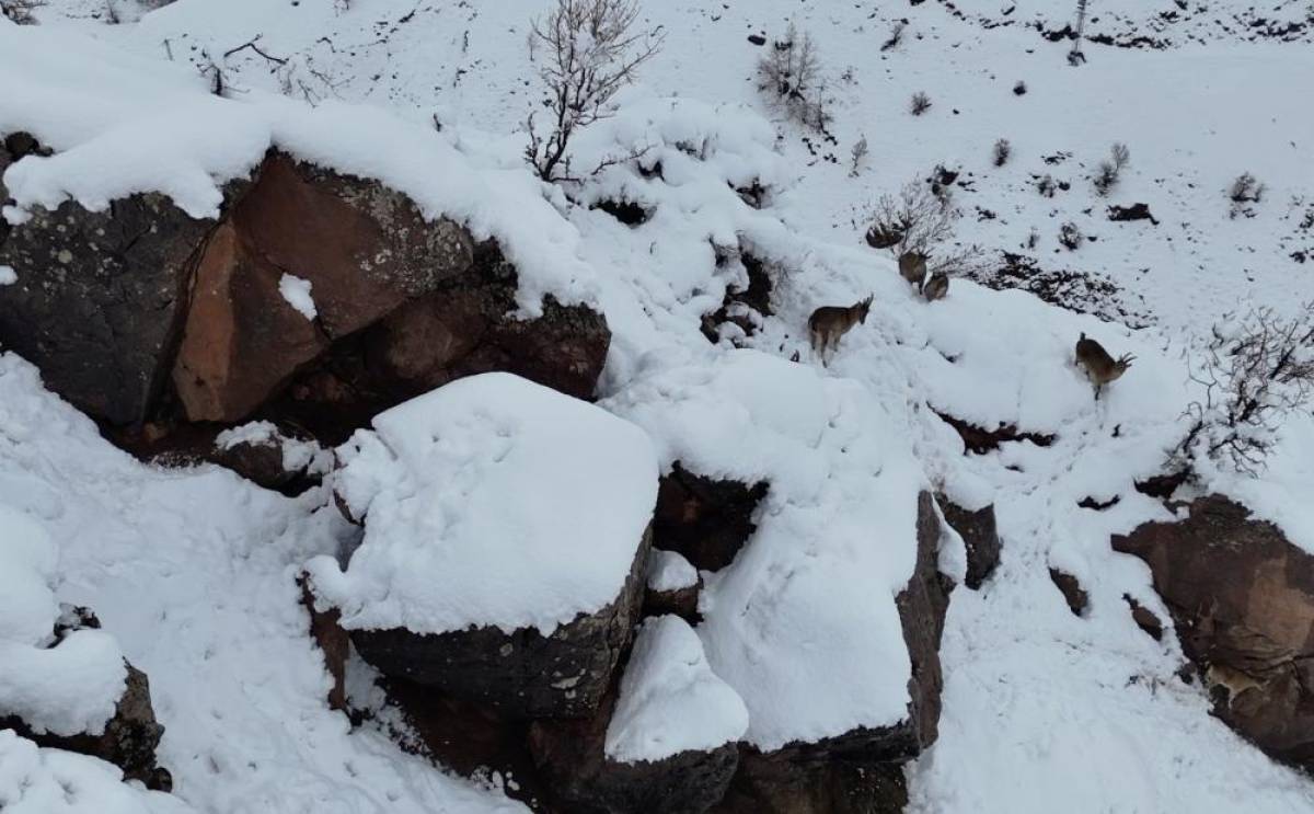 Adıyaman'da sürü halindeki yaban keçileri dronla görüntülendi