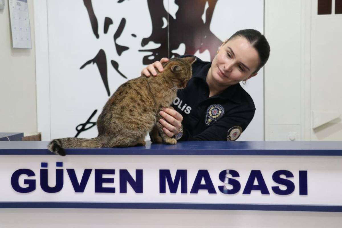 Erzurum'da donmak üzereyken bulunan kediler polis merkezinin maskotu oldu
