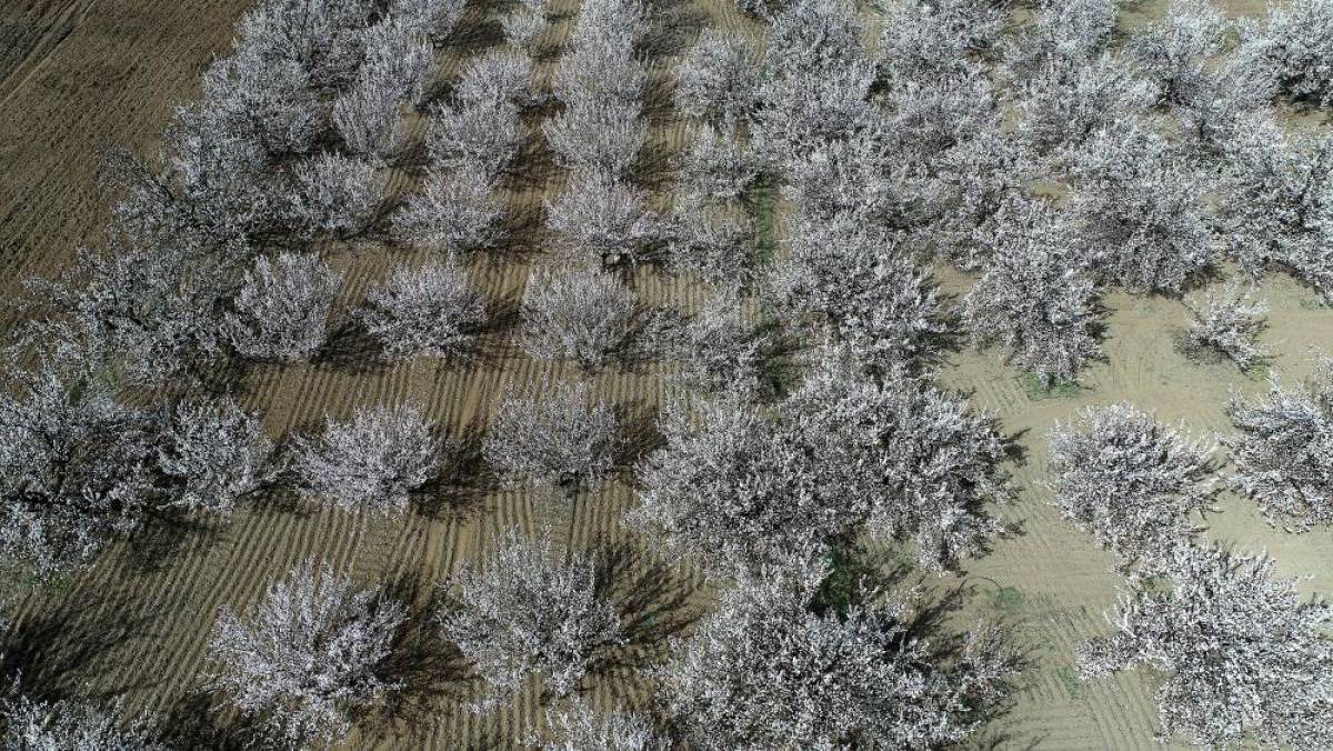 "Dünya kayısı başkenti" Malatya beyaz gelinliğini giydi