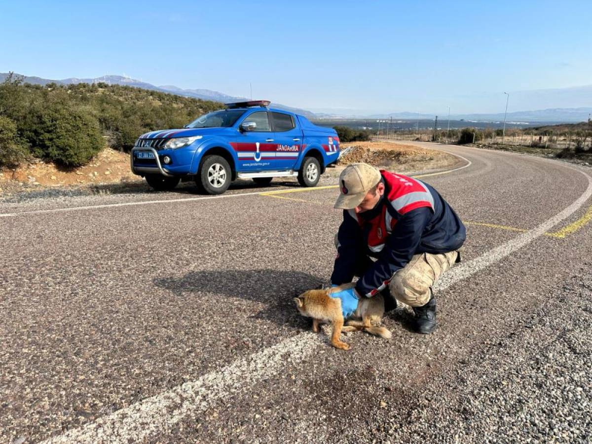 Gaziantep'te yaralı tilkinin yardımına jandarma koştu