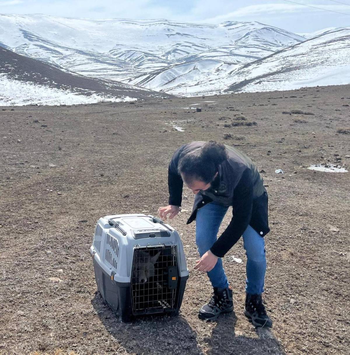 Erzurum'da otomobilin çarptığı tilki, tedavisinin ardından doğaya bırakıldı