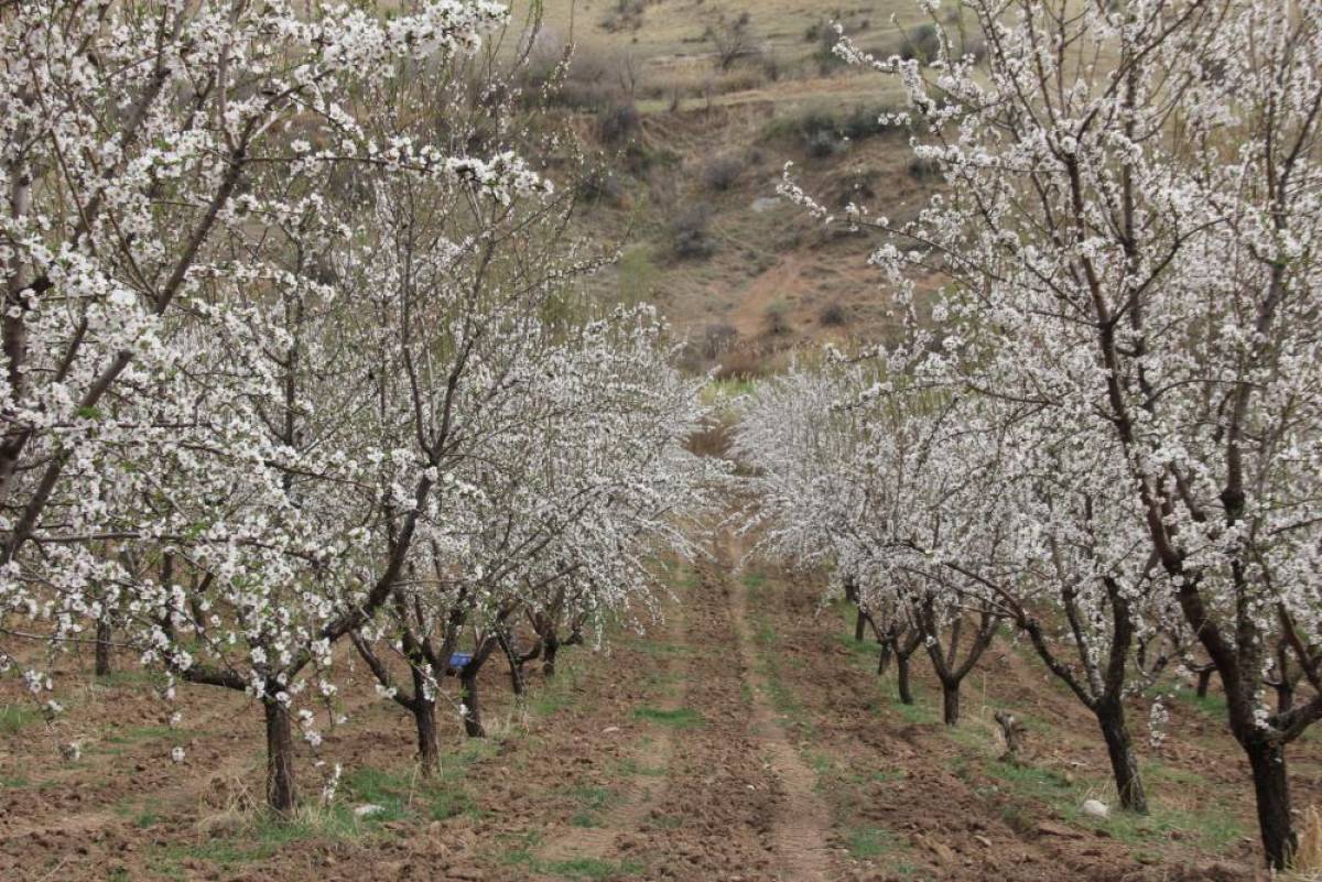 Adıyaman'da badem ağaçları çiçeklendi