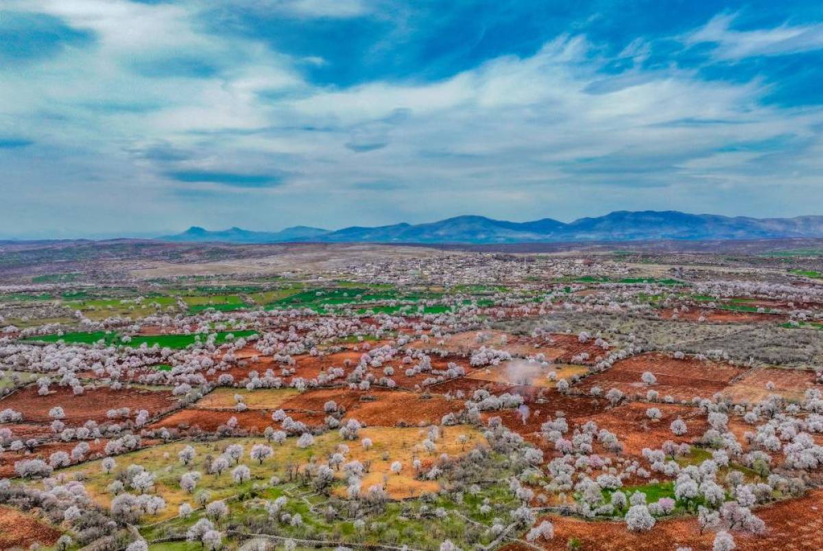 Diyarbakır'da çiçek açan badem ağaçları fotoğraf tutkunlarını cezbediyor