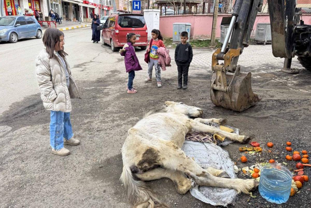 Van'da bitkin halde bulunan katıra ekipler müdahale etti