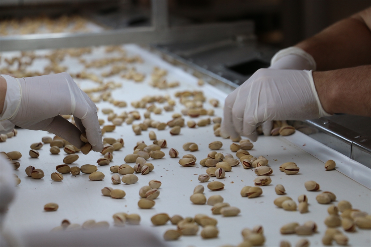 Siirt'ten Almanya'ya  7 ton fıstık ihraç edildi