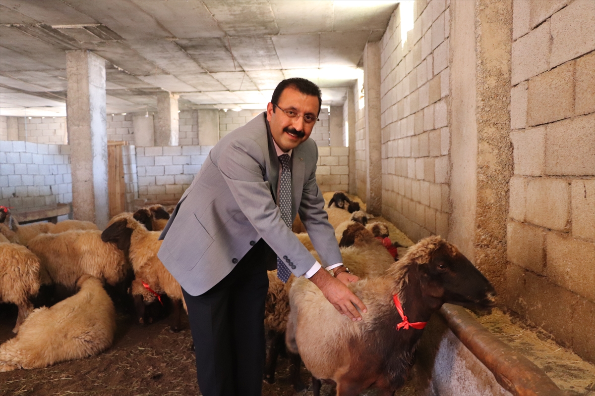 Hayvancılığı geliştirme projesi kapsamında &ccedil;ift&ccedil;ilere koyun dağıtıldı