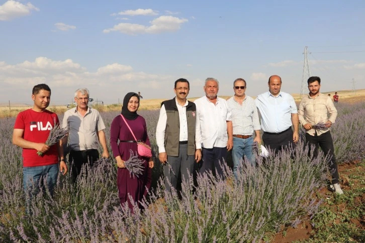 Hibe desteğiyle 40 d&ouml;n&uuml;m arazide lavanta yetiştirdi