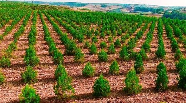 AĞA&Ccedil;LANDIRMA İŞLERİ YAPTIRILACAK