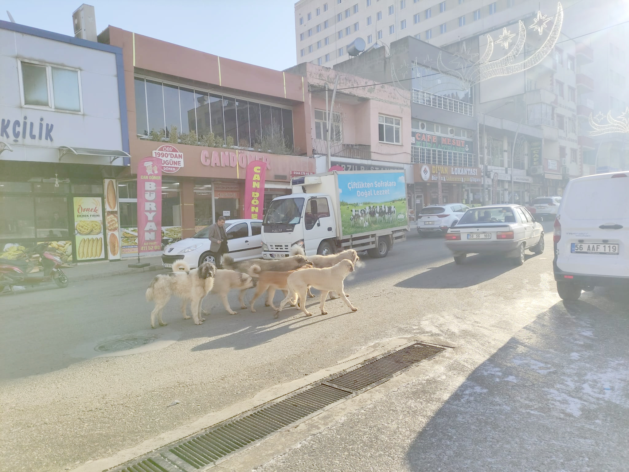 S&uuml;r&uuml;ler halinde gezen başıboş k&ouml;pekler vatandaşı tedirgin ediyor