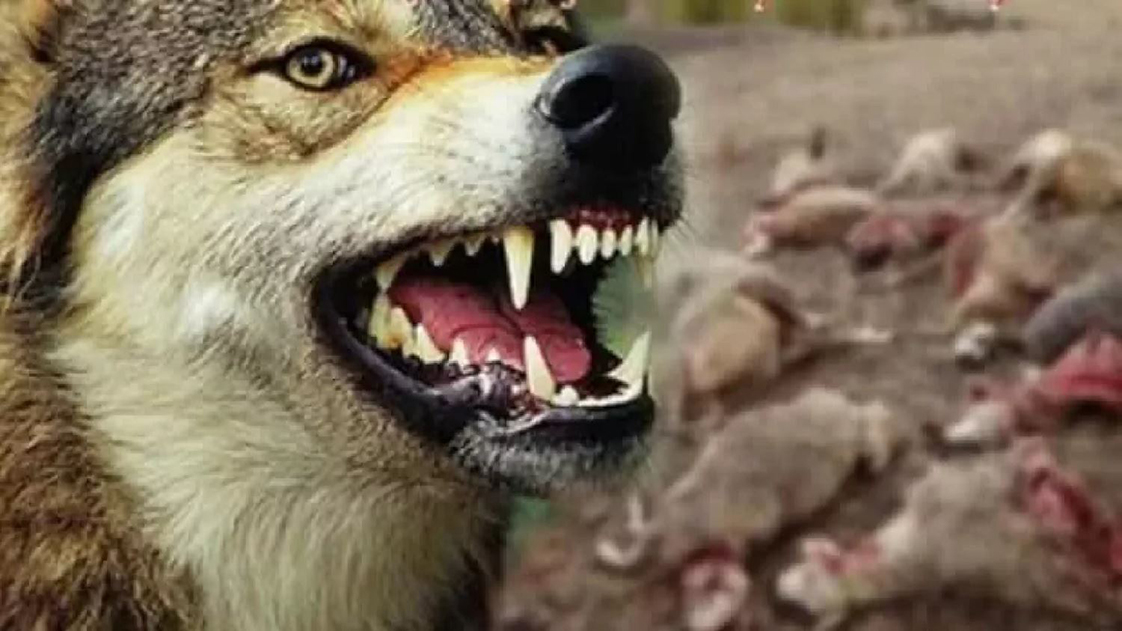 Ahıra giren kurtlar 13 ke&ccedil;iyi telef etti