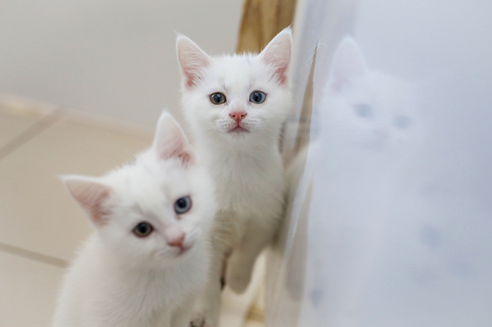 Kedi Villası'na bıraktıkları hayvanlarını almaya başladı