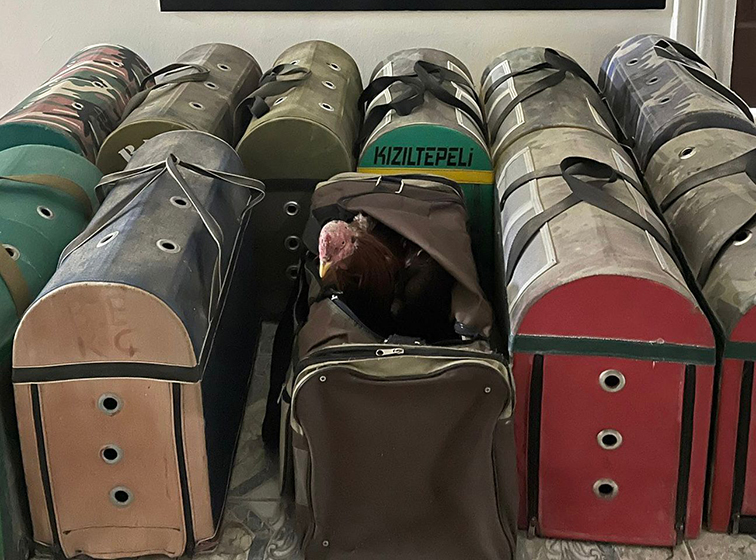 Horoz d&ouml;v&uuml;şt&uuml;ren 38 kişiye 154 bin 90 lira ceza verildi