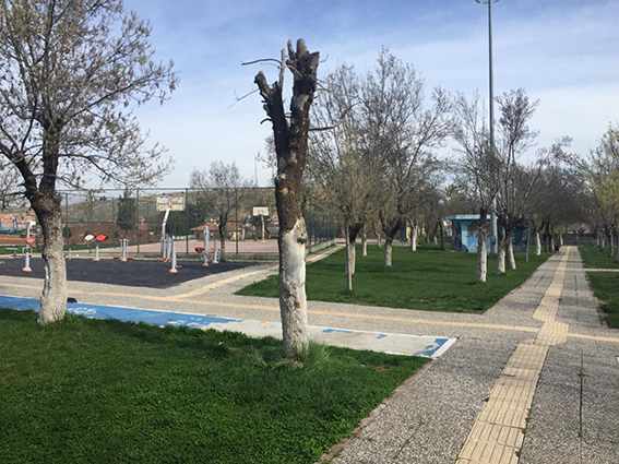 Kurtalan&rsquo;ın oksijen deposundaki bazı ağa&ccedil;lar kurudu