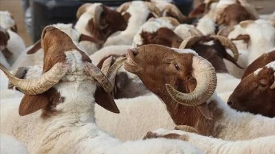 2026 Kurban Bayramı Tatili Ka&ccedil; G&uuml;n S&uuml;recek? Bayram Tatili 9 G&uuml;n Olur mu, Kabineden Karar &Ccedil;ıktı mı? Kurban Bayramı Ne Zaman?