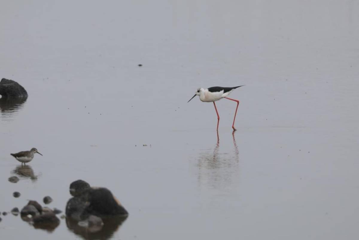 İlkbaharın gelişiyle Ağrı Dağı'nın etekleri göçmen kuşlarla şenlendi