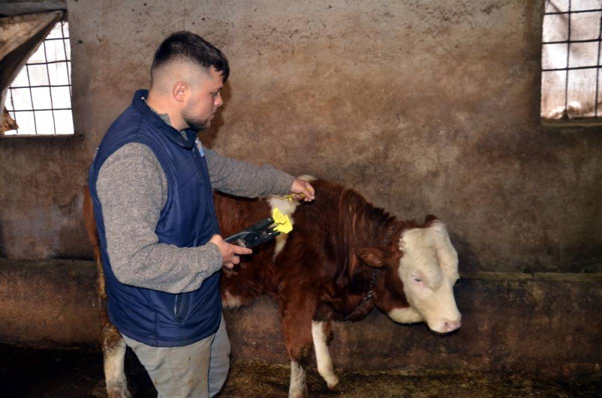 Muş'ta buzağıların ücretsiz küpelenmesi çalışmalarına başlandı