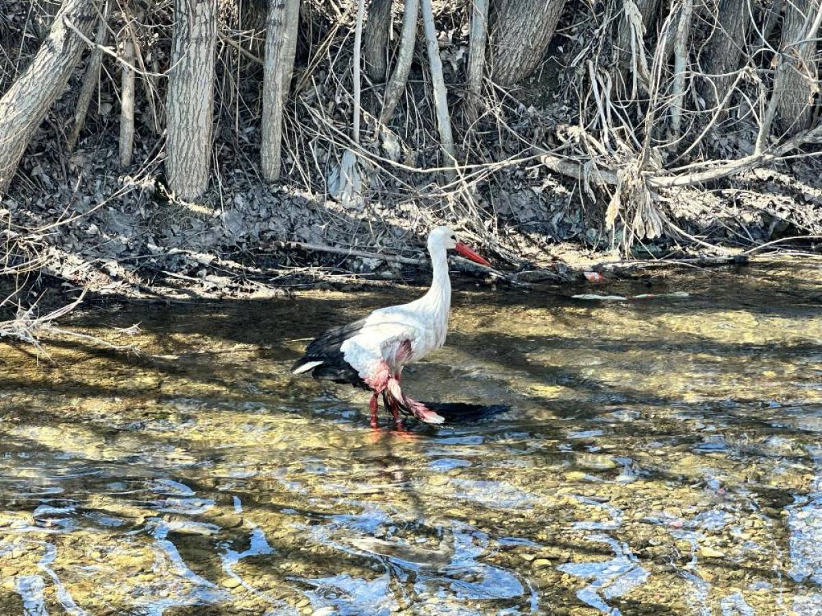 Hakkari'de yaralı bulunan leylek tedaviye alındı