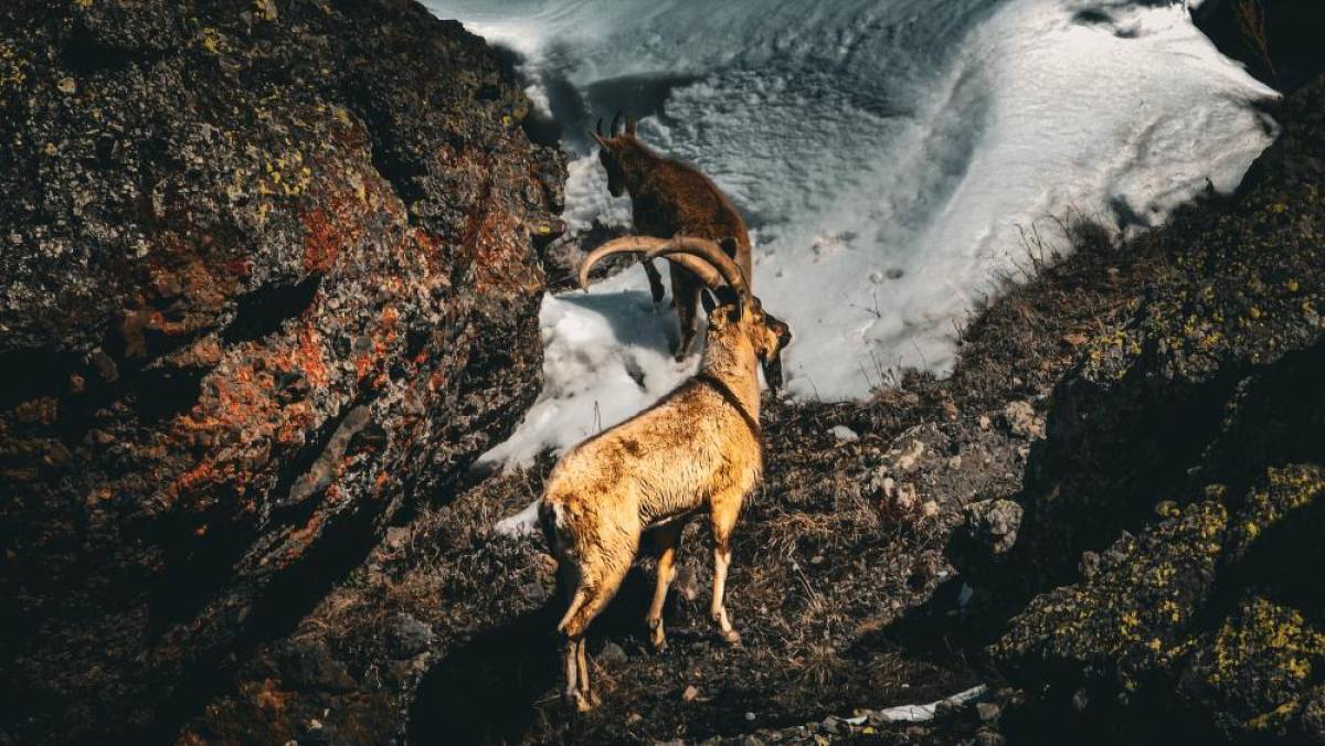 Ağrı dağlarındaki sarp kayalıklarda yaban keçileri görüntülendi