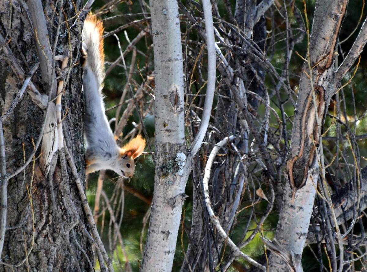 Havaların ısınmaya başladığı Sarıkamış ormanlarında yaban hayvanları boy göstermeye başladı