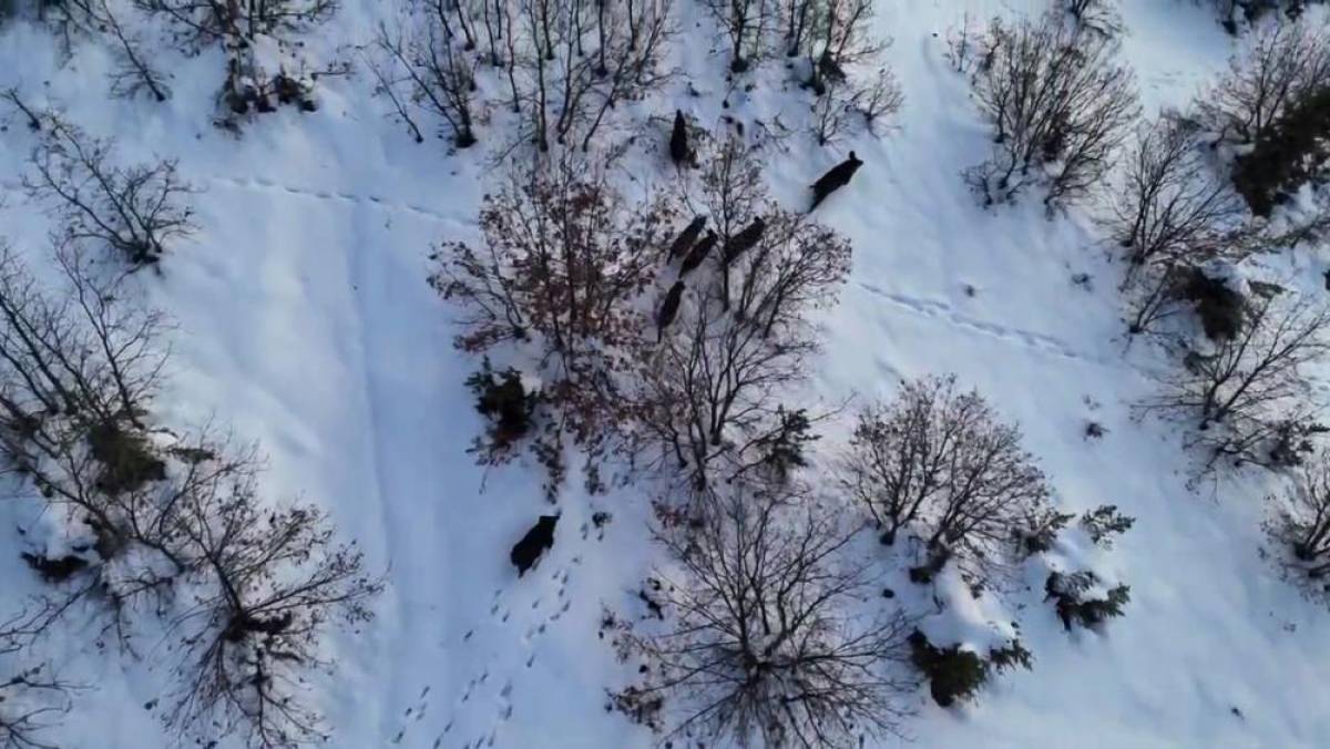 Elazığ'da yaban domuzu sürüsü dronla görüntülendi