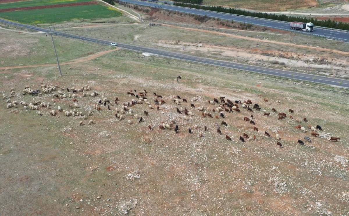 Şanlıurfalı küçükbaş hayvan yetiştiricileri meraların yeşermesi için bahar yağışlarını bekliyor