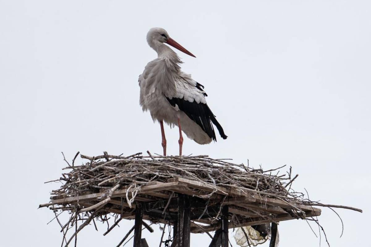 Yuvalarını hazırlayıp hasretle bekledikleri leylekler yıllar sonra geldi